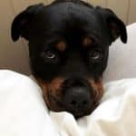 rottweiler-dog-2-2