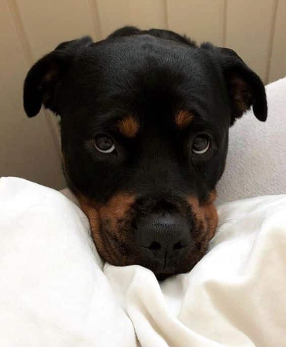 14 Things Rottweiler Owners Know So Well 8 14 Things Rottweiler Owners Know So Well