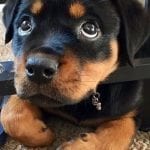 rottweiler-dog-3-1-1