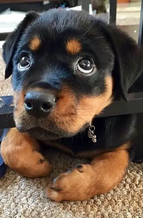 14 Things Rottweiler Owners Know So Well 9 Rottweiler owners