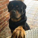 rottweiler-dog-3