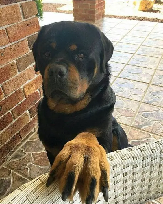 14 Signs Prove Rottweilers Are Plotting Your Murder