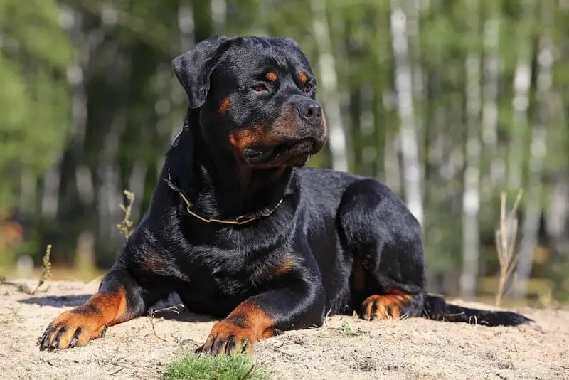 Rottweilers Can Change Your Life