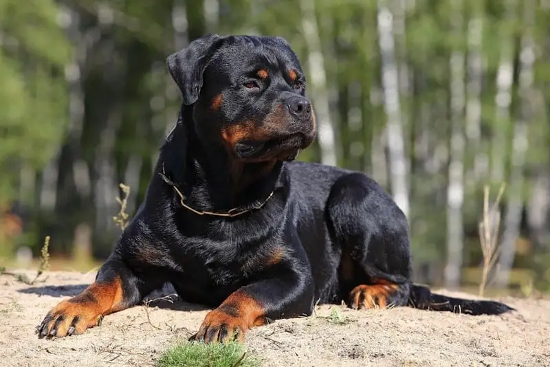 19 Reasons Why Rottweilers Can Change Your Life 7 Rottweilers Can Change Your Life