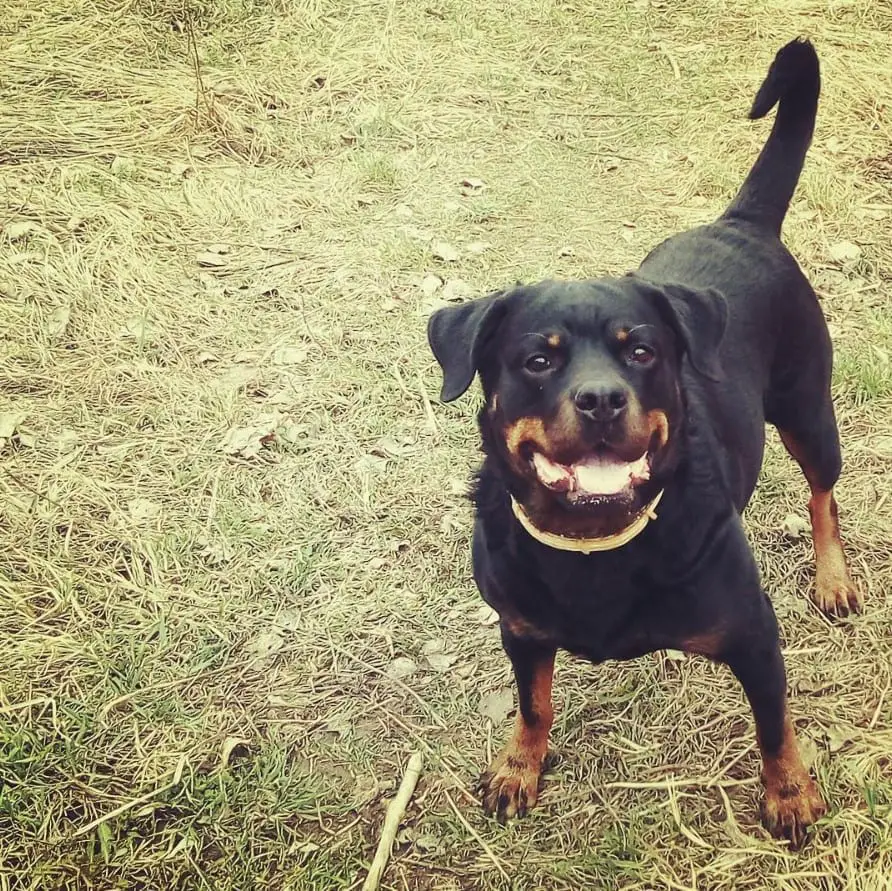 25 Foods You Should Never Feed Your Rottweiler