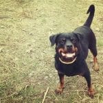 rottweiler-dog-4