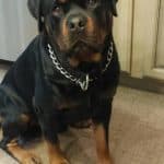 rottweiler-dog-4-2