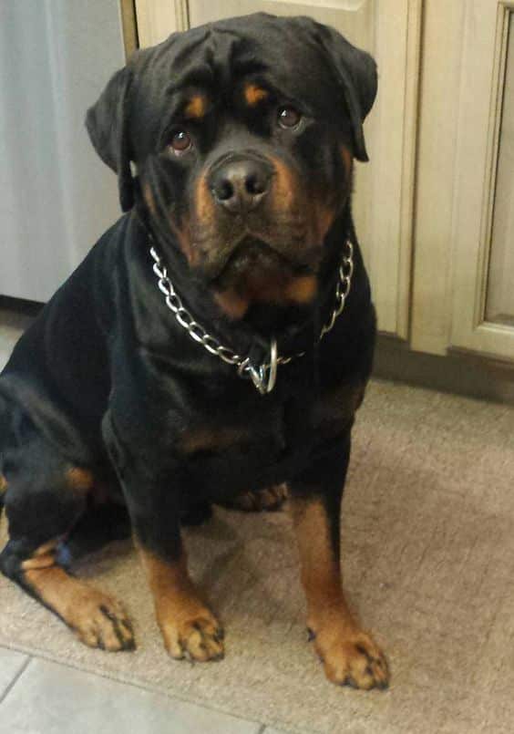 14 Things Rottweiler Owners Know So Well