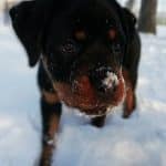 rottweiler-dog-5