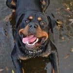 rottweiler-dog-5-2-1