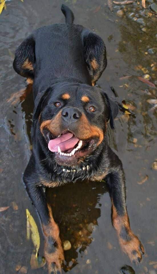 14 Things Rottweiler Owners Know So Well