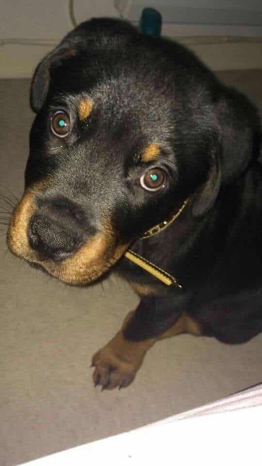 Rottweilers Can Change Your Life