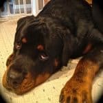 rottweiler-dog-6-2-1