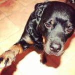 rottweiler-dog-6-2