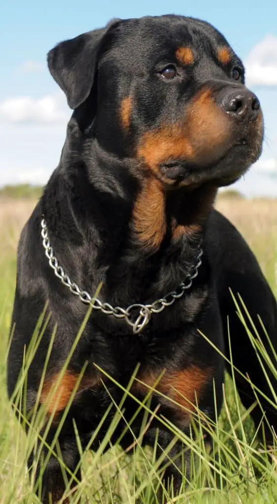 Rottweilers Can Change Your Life