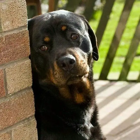 14 Things Rottweiler Owners Know So Well