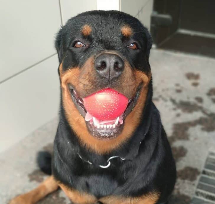 12 Photos Prove Rottweiler Is The Worst Dog Breed Ever