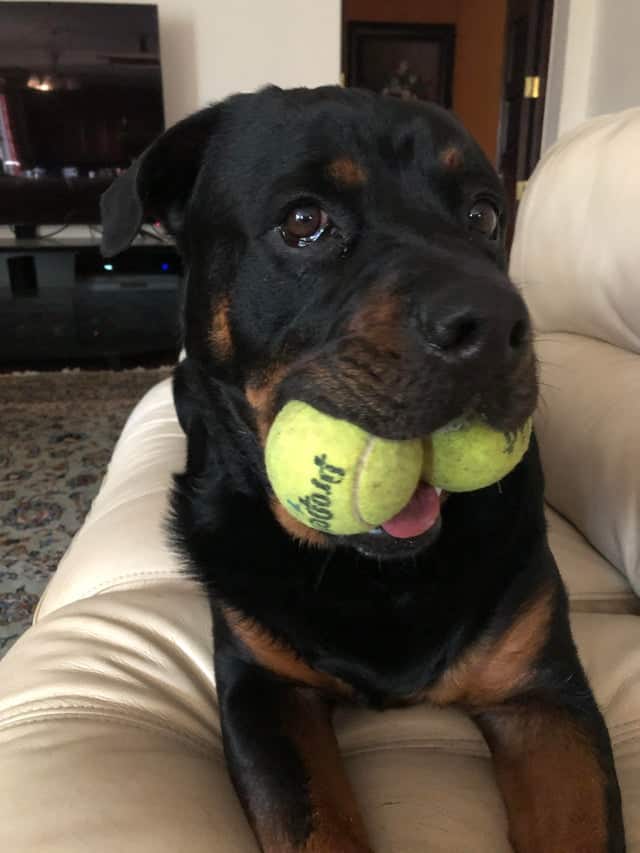 12 Photos Prove Rottweiler Is The Worst Dog Breed Ever