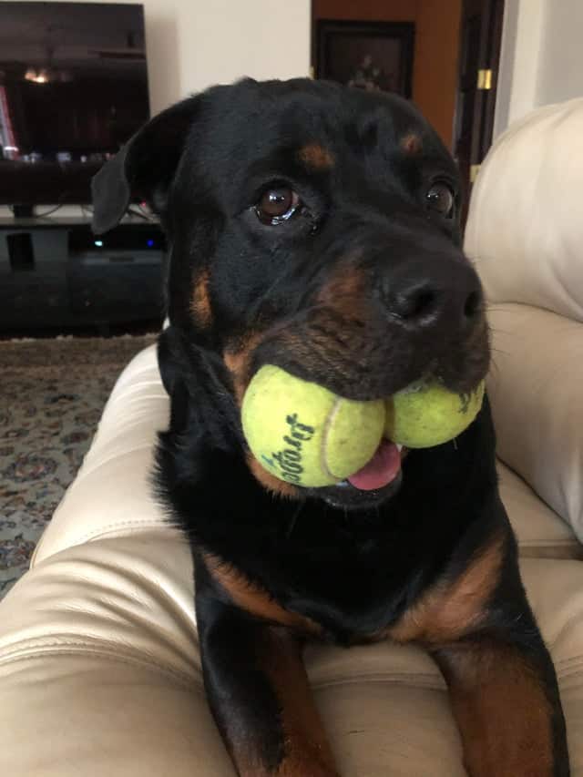 12 Photos Prove Rottweiler Is The Worst Dog Breed Ever 11 12 Photos Prove Rottweiler Is The Worst Dog Breed Ever