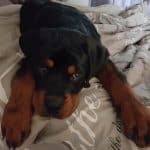 rottweiler-dog-bed