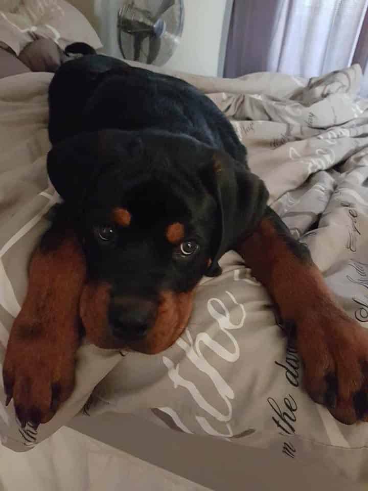 14 Things Rottweiler Owners Know So Well 7 Rottweiler owners