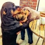 rottweiler-dog-hug