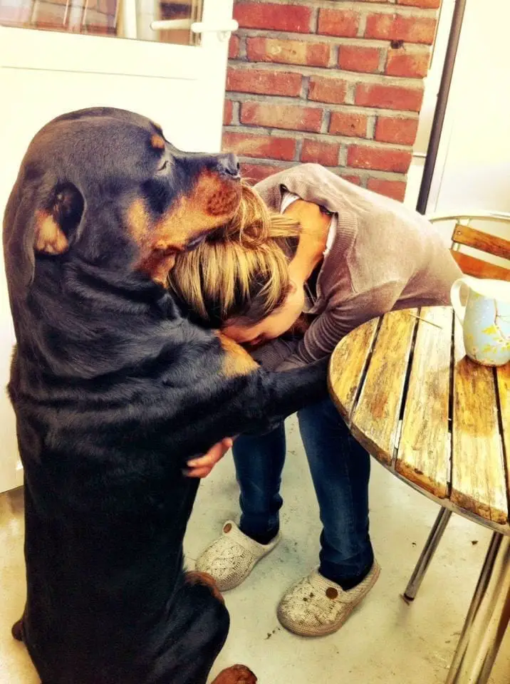 19 Reasons Why Rottweilers Can Change Your Life 4 Rottweilers Can Change Your Life