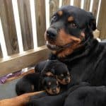 rottweiler-dog-mom-puppies-728×546-1