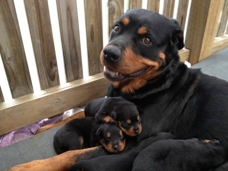 12 Photos Prove Rottweiler Is The Worst Dog Breed Ever