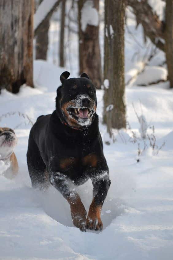 Rottweilers Are Flying Dogs