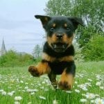 rottweiler-dog-run-10