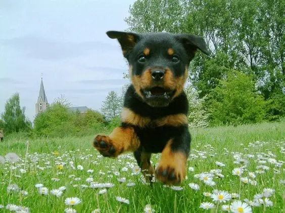 Rottweilers Are Flying Dogs