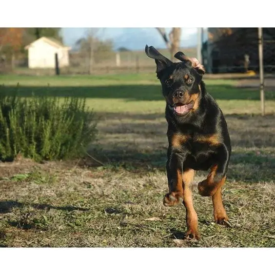 Rottweilers Are Flying Dogs