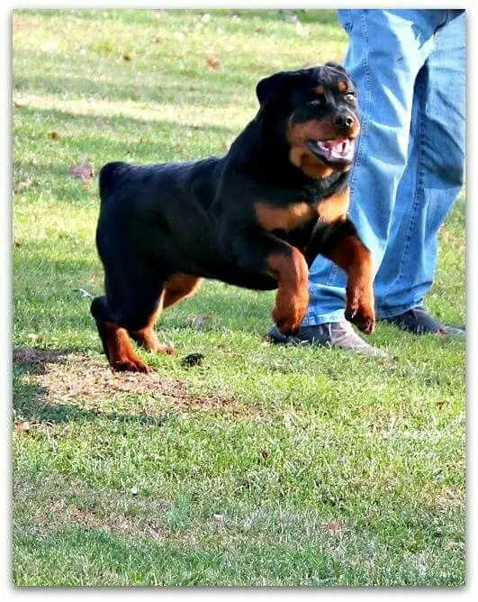 Rottweilers Are Flying Dogs