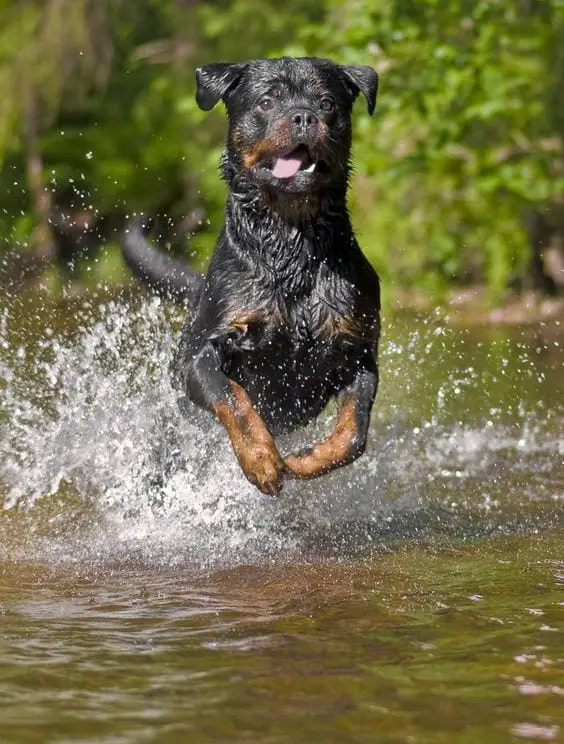 Rottweilers Are Flying Dogs