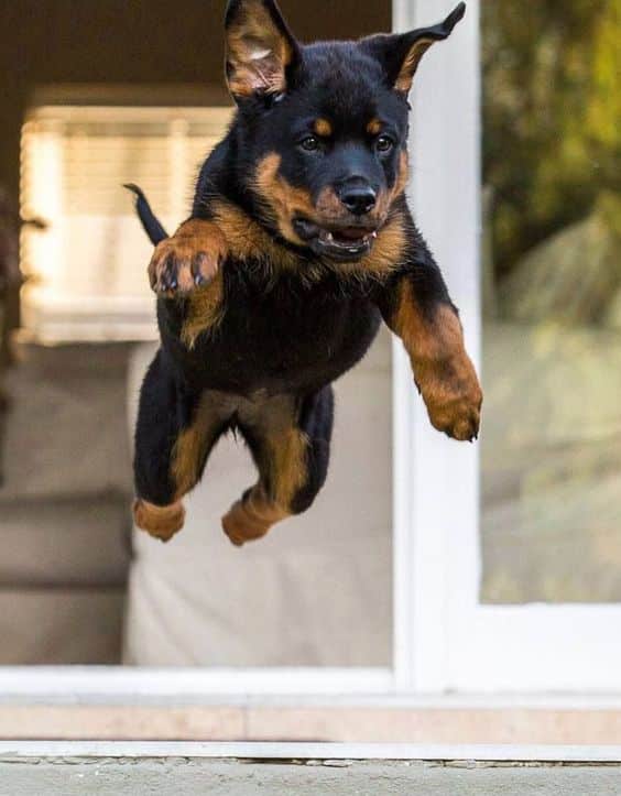 Rottweilers Are Flying Dogs