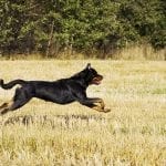 rottweiler-dog-run-2
