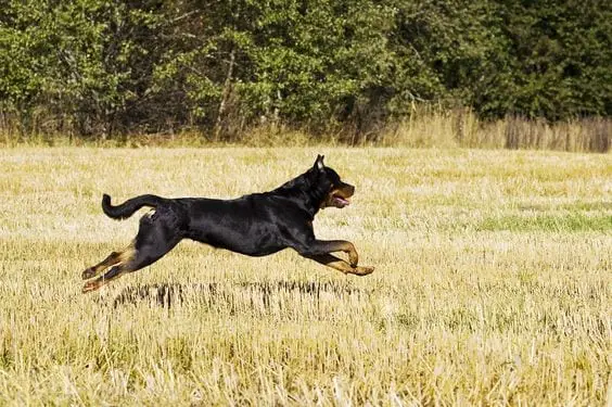 Rottweilers Are Flying Dogs