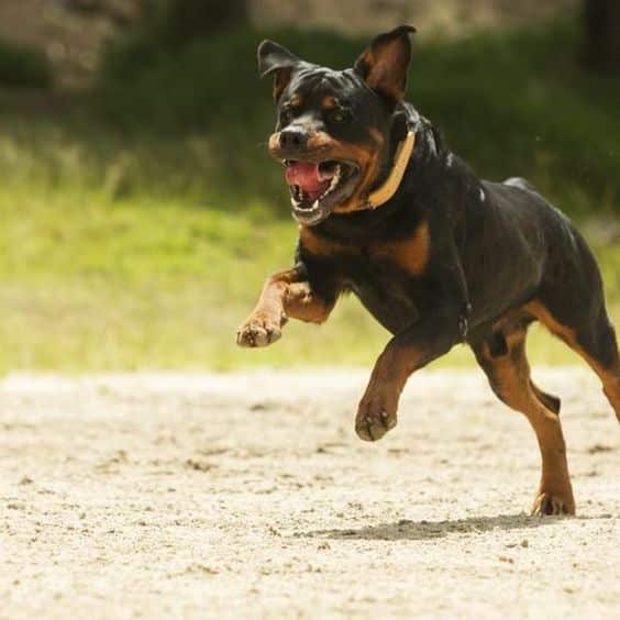 Rottweilers Are Flying Dogs