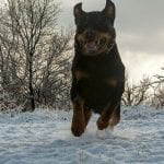 rottweiler-dog-run-4
