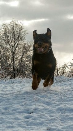 14 Signs Rottweilers Are Flying Dogs! - Rottweiler Life