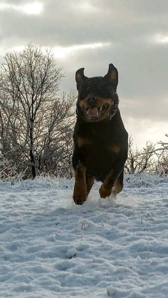 Rottweilers Are Flying Dogs