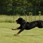 rottweiler-dog-run-5
