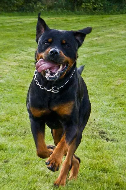 Rottweilers Are Flying Dogs