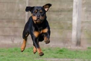 14 Signs Rottweilers Are Flying Dogs! - Rottweiler Life
