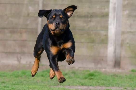 Rottweilers Are Flying Dogs