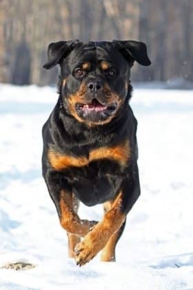 14 Signs Rottweilers Are Flying Dogs! - Rottweiler Life