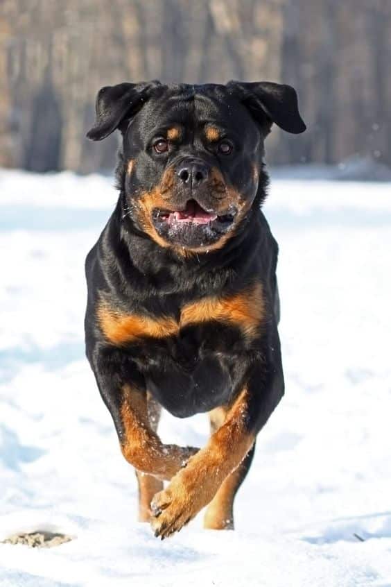 Rottweilers Are Flying Dogs