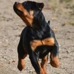 rottweiler-dog-run-9