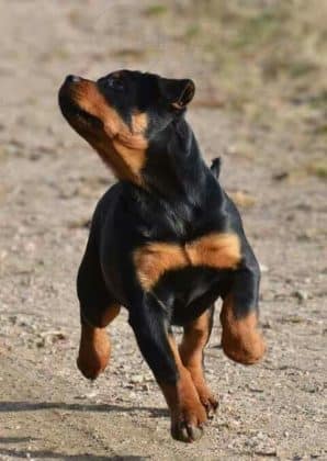 14 Signs Rottweilers Are Flying Dogs! - Rottweiler Life